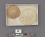 Echinoidea