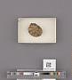 Echinoidea