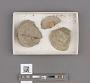 Echinoidea