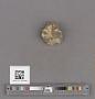 Echinoidea