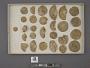 Echinoidea