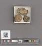 Echinoidea