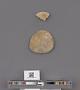 Echinoidea