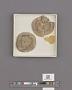 Echinoidea