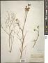 Echinophora orientalis Hedge & Lamond