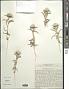 Echinops acantholepis Jaub. & Spach