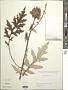 Echinops setifer Iljin