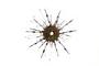 Echinothrix diadema