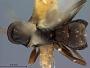 Ecphylus arcuatus