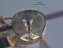 Ectemnius metacrabro butuani