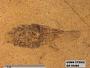 Ectobius sp