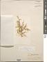 Ectocarpus sp.