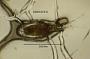 Ectocyclops phaleratus