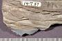 Edestus sp