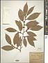 Elaeagnus glabra Thunb.