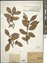 Elaeagnus glabra Thunb.