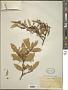 Elaeagnus lanceolata Warb.