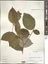 Elaeagnus sp.