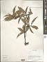 Elaeagnus sp.