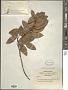 Elaeagnus sp.