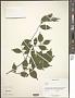 Elaeagnus sp.