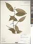 Elaeagnus sp.