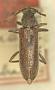 Elaphidion simile