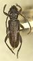 Elaphidion subdepressum
