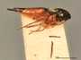 Elasmus floridensis