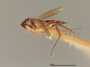 Elasmus pulex