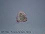 Elbaite