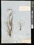 Eleocharis vivipara Link