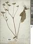 Elephantopus tomentosus L.