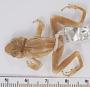 Eleutherodactylus cuneatus