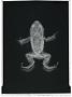 Eleutherodactylus haitianus
