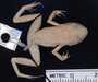 Eleutherodactylus leprus