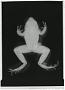 Eleutherodactylus rucillensis