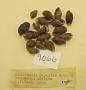 Elimia pupoidea