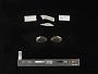 Elliptio icterina