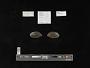 Elliptio sp.
