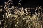 Elymus canadensis L.