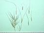 Elymus riparius Wiegand