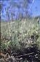 Elymus sp.