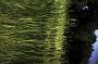 Elymus sp.