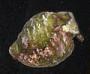 Elysia sp.