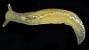 Elysia sp.