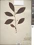Embelia robusta Roxb.
