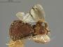 Encyrtocephalus simplicipes