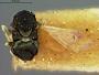 Encyrtus anasae