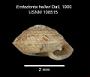 Endodonta helleri